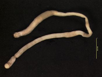 Media type: image;   Malacology 302674 Description: Specimen in ethanol;